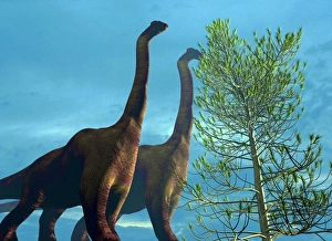 Jurassic Period Fossils Prints: Brachiosaurus dinosaurs