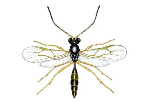 Prints of Braconid wasp (Aphidius sp.), artwork. This adult has emerged from the parasitised body of an aphid (Microlophium carnosum) specific to the stinging nettle (Urtica dioica) Images Dated 2006 February: Braconid Wasp Emerges from Aphid Print
