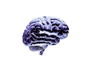 Brain Brain