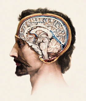 Sagittal Section of the Brain Print