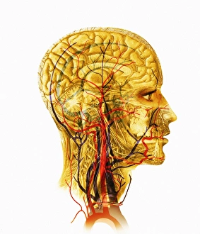 Brain Anatomy Print
