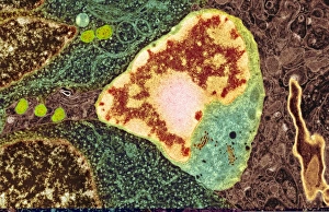 Central Nervous System Cells Prints: Brain cell, TEM C014 / 0359