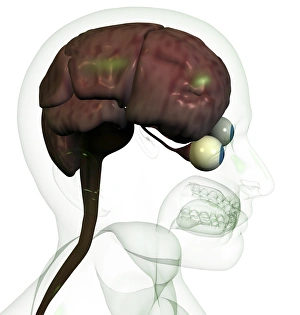 Brain Computer Artwork Prints: Brain
