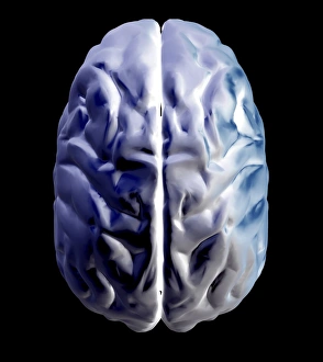 Neurology Images Prints: Brain