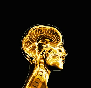 Human Brain Anatomy Prints: Brain