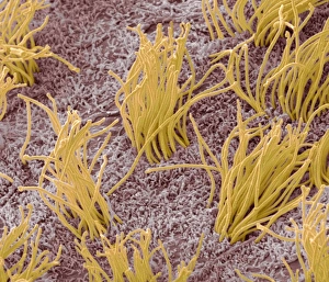 Prints of Brain lining. Coloured scanning electron micrograph (SEM) of the lining of the brain, showing the ciliary hairs (orange) of ependymal cells Images Dated 2012 March: SEM Print of Brain Lining, Coloured