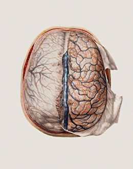 Human Anatomy Artwork Prints: Brain meninges