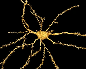 Central Nervous System Cells Prints: Brain neuron