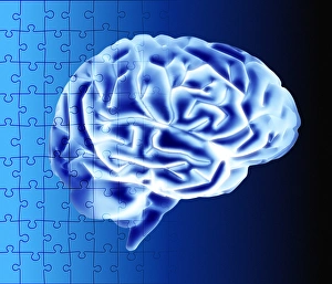 Prints of Brain puzzle. Conceptual computer artwork of a human brain overlaid with a jigsaw puzzle pattern Images Dated 2003 March: Brain Puzzle Print