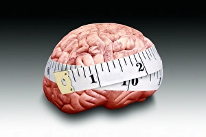 Brain Anatomy Illustration Prints: Brain size, conceptual image