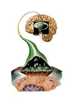 Human Brain Structure Prints: Brain synapse, anatomical artwork