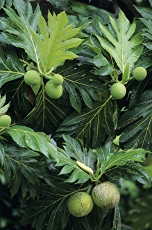 Breadfruit Print: A mature Breadfruit growing on its tree