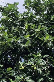 Breadfruit Tree Prints: Breadfruit