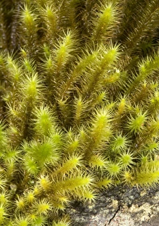 Forest Floor Vegetation Prints: Breutelia pendula moss