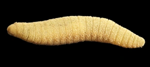 Deep Sea Creatures Prints: Bristle worm