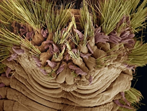 Prints of Bristle worm head, coloured scanning electron micrograph (SEM). Bristle worms (polychaeta) are free-swimming marine annelids (segmented worms) Images Dated 2007 February: Bristle worm head, SEM Print