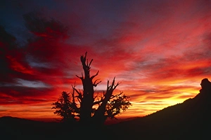 Old Growth Forest Prints: Bristlecone pine