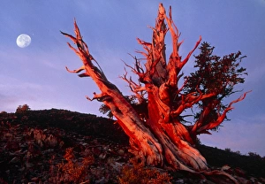 Bristlecone pine tree at sunrise Bristlecone pine tree at sunrise