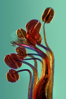 Polarised Light Microscopy Prints: Broad bean flower, light micrograph