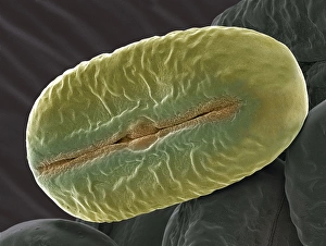 Pollen Grains SEM Prints: Broad bean pollen, SEM