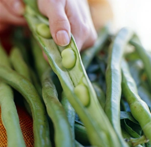 Kitchen Preparation Techniques Prints: Broad beans