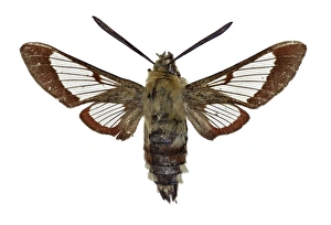 Hemaris Fuciformis Prints: Broad-bordered bee hawkmoth C016 / 2159