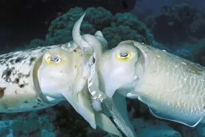 Images Dated 5th September 2003: Broadclub cuttlefish mating