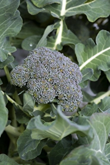 Vegetable Garden Photos Prints: Broccoli