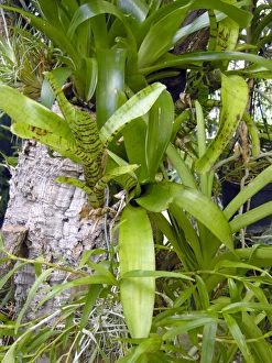 Unique Plant Species Prints: Bromeliad plants