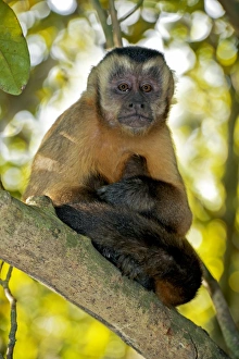 Prints of Brown capuchin monkey in a tree. The brown, or tufted, capuchin (Sapajus apella) is native to South America and is one of the most widespread primates in the Neotropics Images Dated 2013 February: Brown Capuchin Monkey Print