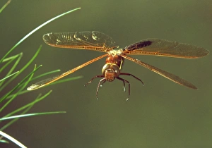 Brown hawker dragonfly Brown hawker dragonfly