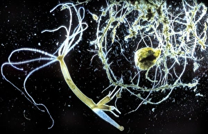 Prints of Brown hydra (Hydra attenuata). Temporary mount of a drop of pond water with a brown hydra. It has tentacles loaded with stinging cells or nematocysts which are discharged into the body of their prey Images Dated 2005 December: Brown Hydra (Hydra attenuata) Print