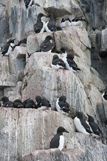 Brunnich's guillemots Brunnich's guillemots