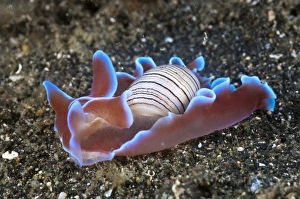 Lembeh Strait Marine Life Prints: Bubble shell