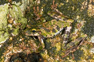 Hylidae Family Frogs Prints: Buckleys slender-legged treefrog