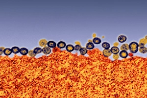 HIV Virus Prints: Budding HIV particles, TEM