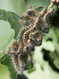 Images Dated 2nd February 2011: Buff-tip moth caterpillar print