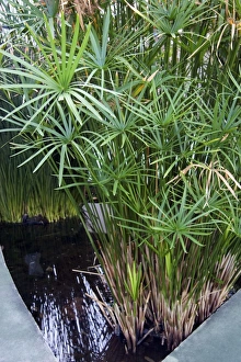 Prints of Bulrush (Cyperus papyrus) plants in a pond. This plant is native to Africa. Egyptians used this plant to make papyrus paper. Photographed at the Granada Science Park, in Granada, Spain Images Dated 2007 March: Bulrush Print: Papyrus Plants in a Pond