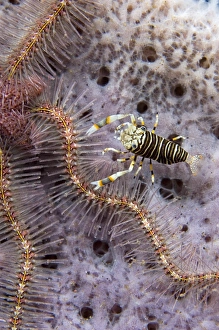Images Dated 6th June 2006: Bumblebee shrimp feeding on brittlestar, Print