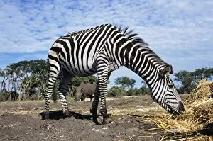 Images Dated 1st September 2004: Burchells zebra