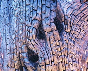 Forest Fire Damage Prints: Burnt tree bark