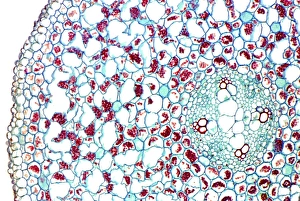 Vascular Bundle Structure Prints: Buttercup stem, light micrograph