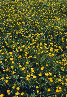 Yellow Blooms Prints: Buttercups