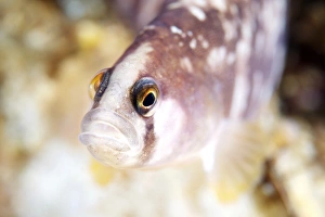 Prints of Butterfish (Pholis gunnellus). The butter fish has a mucus-covered scale-less body which makes it slippery and difficult to hold, hence its name. Photographed in the White Sea, Russia Images Dated 2011 September: Slippery Butterfish Print (Pholis gunnellus)