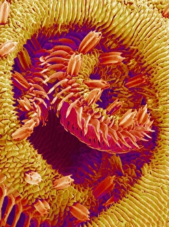 Butterfly proboscis, SEM Butterfly proboscis, SEM