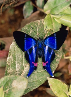 Butterfly Rhetus sp. (Riodinidae) from Ecuador Butterfly Rhetus sp. (Riodinidae) from Ecuador