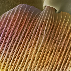 Coloured Scanning Electron Micrograph SEM Prints: Butterfly wing scale