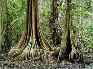 Buttress roots on unidentified tree Buttress roots on unidentified tree