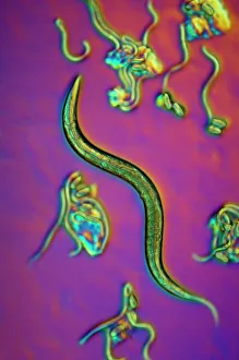 Light Micrograph Images Prints: C. elegans worms, light micrograph