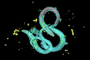 Images Dated 25th March 2013: Confocal laser scanning micrograph of C. elegans worms Print